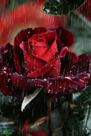 Анимация Красная роза под дождем, Laura, гифка Красная роза под дождем, Laura