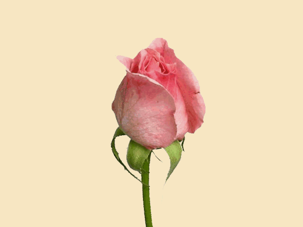 Анимация Розовая роза распускается, гифка Розовая роза распускается