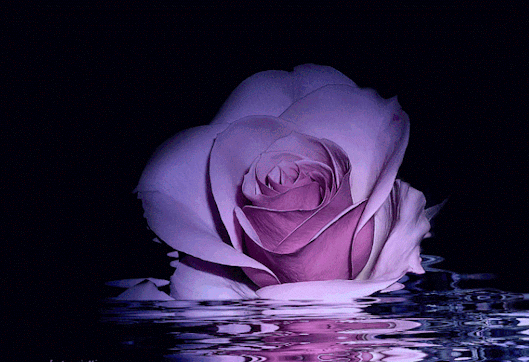 Анимация Сиреневая роза на воде, гифка Сиреневая роза на воде