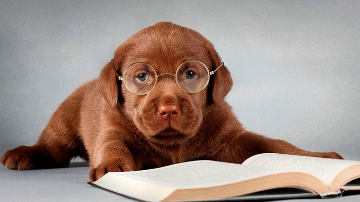 Анимация Щенок в очках читает книгу и о чем-то задумывается, гифка Щенок в очках читает книгу и о чем-то задумывается