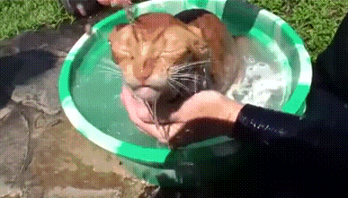 Анимация Довольная морда кота, которого купают в миске с водой, гифка Довольная морда кота, которого купают в миске с водой