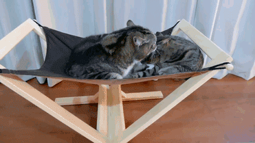 Анимация Кошка, которую облизывает другая кошка, вдруг соскальзывает с гамака и падает на пол, гифка Кошка, которую облизывает другая кошка, вдруг соскальзывает с гамака и падает на пол