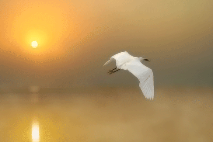 Анимация Ранним утром над озером в тумане летит белая птица, гифка Ранним утром над озером в тумане летит белая птица