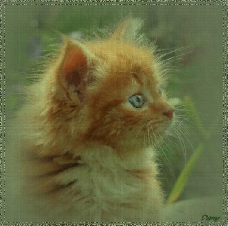 Анимация Маленький рыжий котенок