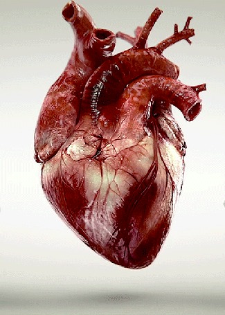 Стоковые фотографии по запросу Сердце орган