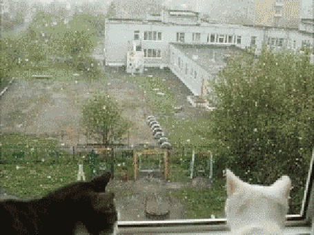 Анимация Кошки целуются, глядя на падающий за окном снег