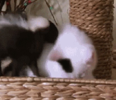 Анимация Дружба белого котенка и хорька