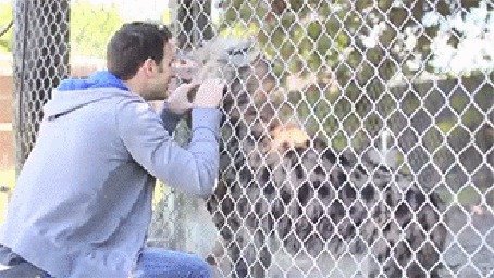 Анимация Парень ласкает гиену через сетку в клетке