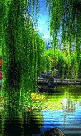 Анимация Ива над водой, на втором плане виден мост через пруд