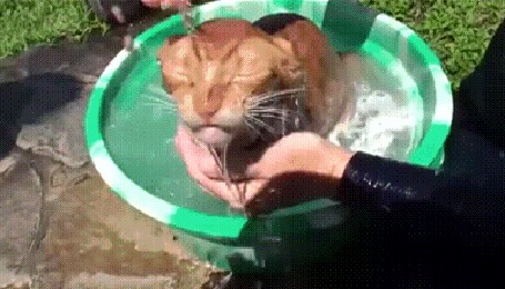 Анимация Довольная морда кота, которого купают в миске с водой