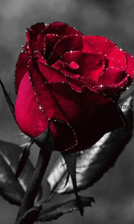 Анимация Бордовая роза с блестящими краями