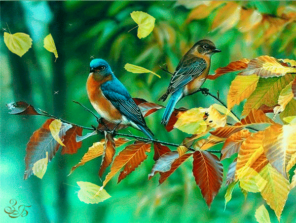 Осенние Птички Фото