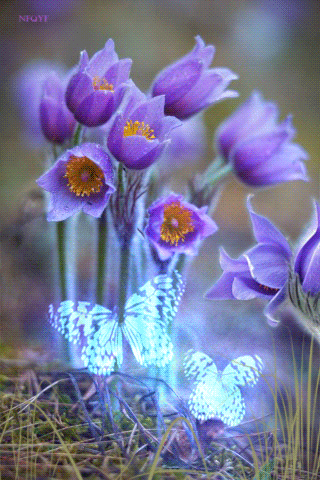 Анимация Бабочки порхают перед цветами сон -трава, гифка
