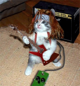 Анимация Кошка музыкант играет на гитаре, гифка