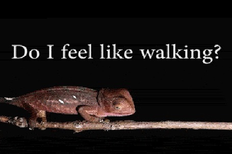 Анимация Игуана никак не может решить, прогуляться ей или нет (Do Y feel like walking? Hmmm. Yeah. No Maybe Yes Well.)