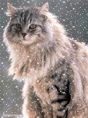 Анимация Шикарный пушистый кот сидит на снегу, сверху падают снежинки, автор Валентина