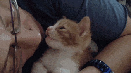 Анимация Девушка целует маленького рыжего котенка