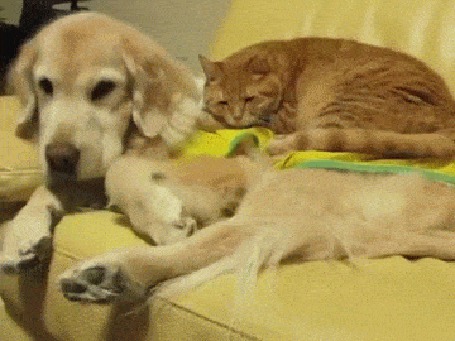 Анимация Кот и собака с недоумением смотрят на папарацци, который решил их запечатлеть в этот интимный момент