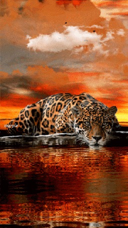 Анимация Леопард на водопое