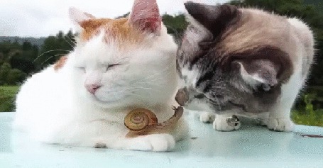 Анимация Кошки играют с улиткой