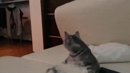 Анимация Кот внимательно смотрит то на дверь, то на фотографа
