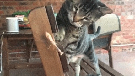 Анимация Кошка играет с богомолом