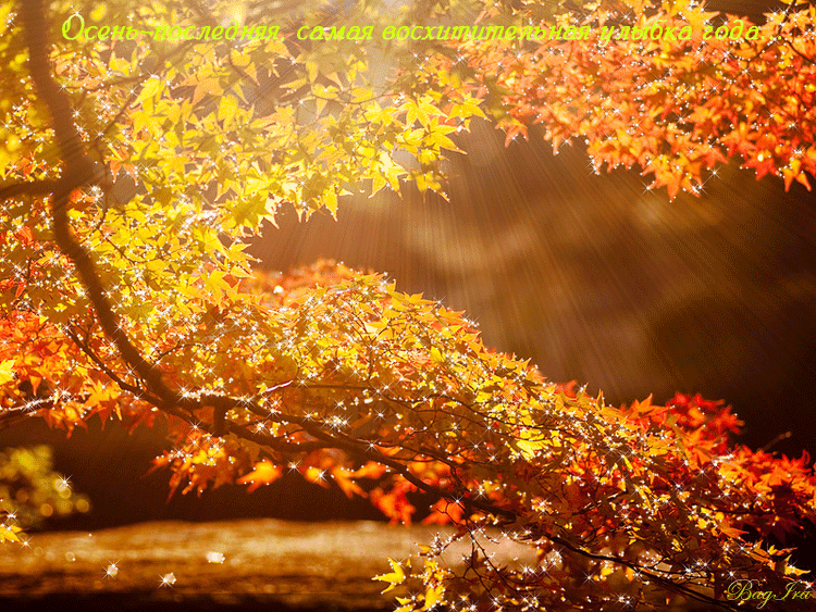Анимация Ветка дерева с желто-красными листьями, ярко освещена солнечными лучами (Осень - последняя, самая восхитительная улыбка года), автор Bagira, гифка Ветка дерева с желто-красными листьями, ярко освещена солнечными лучами (Осень - последняя, самая восхитительная улыбка года), автор Bagira