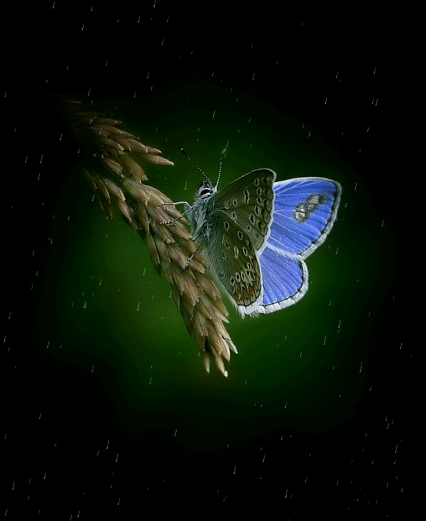 Анимация Голубая бабочка сидит на колоске под дождем, гифка Голубая бабочка сидит на колоске под дождем