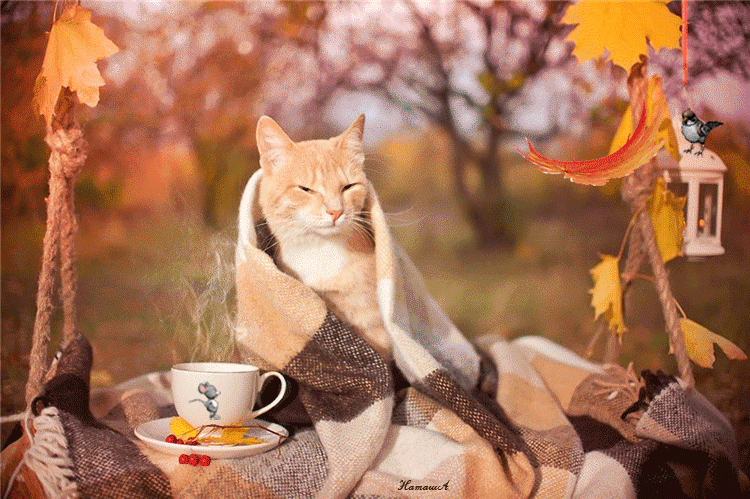 Гиф анимация Рыжий кот укутанный в теплый плед, сидит на качели, возле него  стоит чашка с чаем, на котором нарисована бегущая мышка, на светильнике с  горящей свечой сидит птичка, сверху падает осенний
