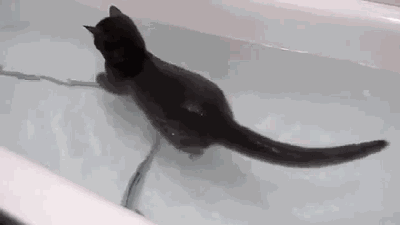 Анимация Кот с удовольствием плавает в ванне, гифка Кот с удовольствием плавает в ванне