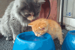 Анимация Мама - кошка учит котенка, как пить воду, гифка Мама - кошка учит котенка, как пить воду