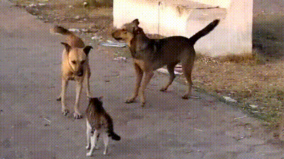Анимация Кот мужественно отбивает атаки двух собак, гифка Кот мужественно отбивает атаки двух собак