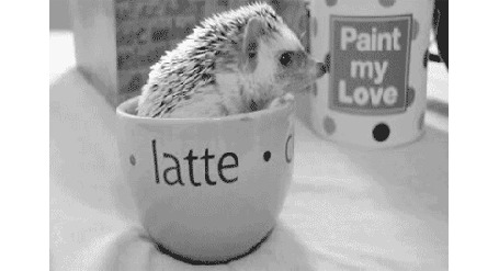Анимация Ёжик сидит в чашке (latte)