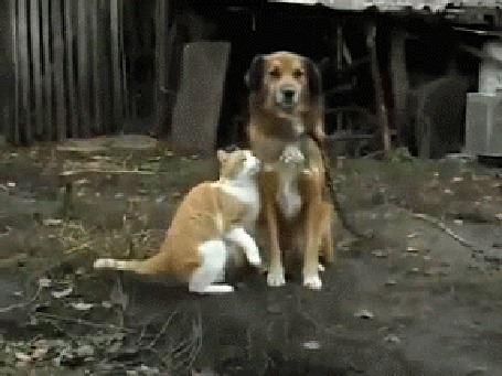 Анимация Кошка ластится к собаке, но пес остается непоколебимым