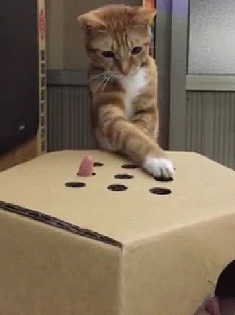 Анимация Котенок играет с пальцем, который хозяин показывает в отверстия в коробке