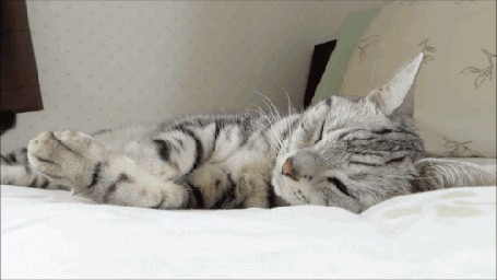 Анимация Кошка и резиновый утенок