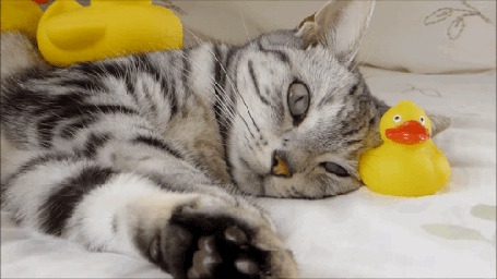 Анимация Кошка и резиновые уточки
