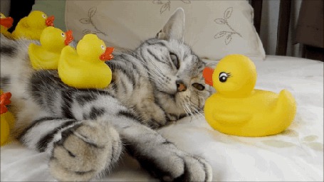 Анимация Кошка с резиновыми уточками
