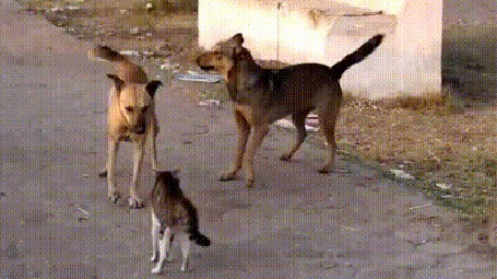 Анимация Кот мужественно отбивает атаки двух собак