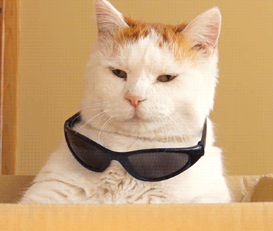 Гиф анимация Рыже-белый кот одевает и снимает солнцезащитные очки, страница