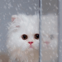 Анимация Котик смотрит на снег за окном, гифка Котик смотрит на снег за окном