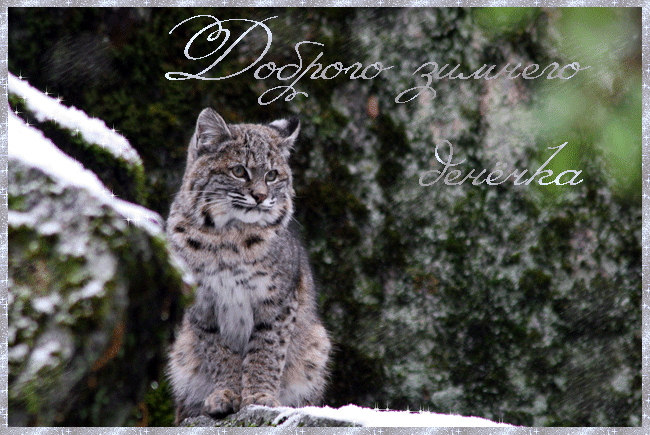 Анимация Дикая кошка стоит возле камня, покрытого снегом, (Доброго зимнего денечка), автор pasiqut, гифка Дикая кошка стоит возле камня, покрытого снегом, (Доброго зимнего денечка), автор pasiqut