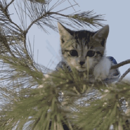 Анимация Котенок на ели, (help / помогите)