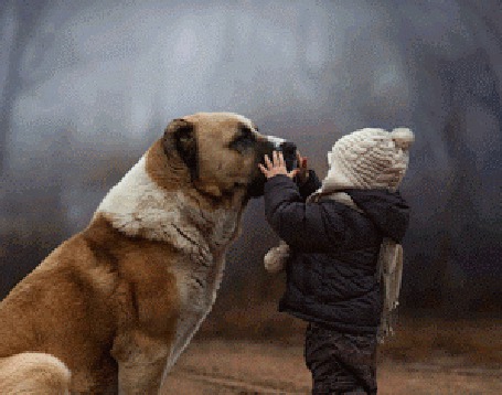Анимация Мальчик с сенбернаром, исходник от фотографа Елены Шумиловой