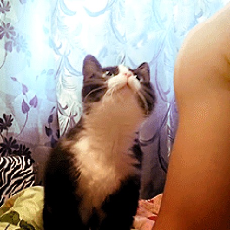 Анимация Кошка пристает к хозяину