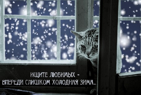 Анимация Котенок заглядывает в комнату из-за открытой оконной рамы, за окном идет снег, (Ищите любимых - впереди слишком холодная зима.), автор pasiqut
