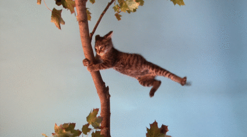 Анимация Кот держась передними лапами за ствол дерева, пытается удержаться от порывов сильного ветра, гифка