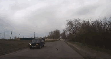 Анимация Водитель спасает кошку, сидящую на дороге и не боящуюся проезжающих машин, гифка Водитель спасает кошку, сидящую на дороге и не боящуюся проезжающих машин