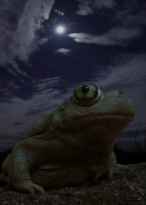 Анимация Лягушка на фоне ночного неба с полной луной, гифка Лягушка на фоне ночного неба с полной луной