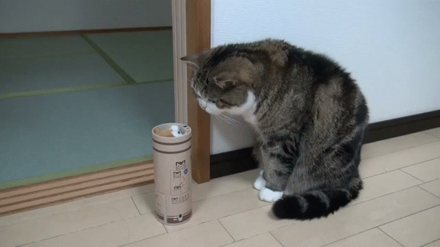 Смешной кот гиф
